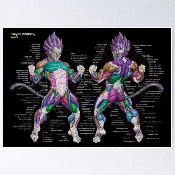 Saiyan Anatomy -  Vegeta - F/B - Colors - Bbg Poster TPM2008